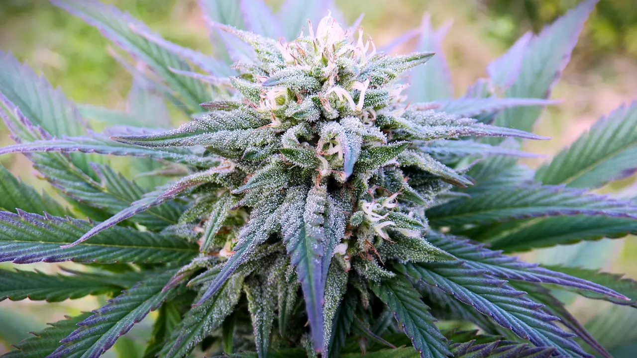 cbd bio biologique français