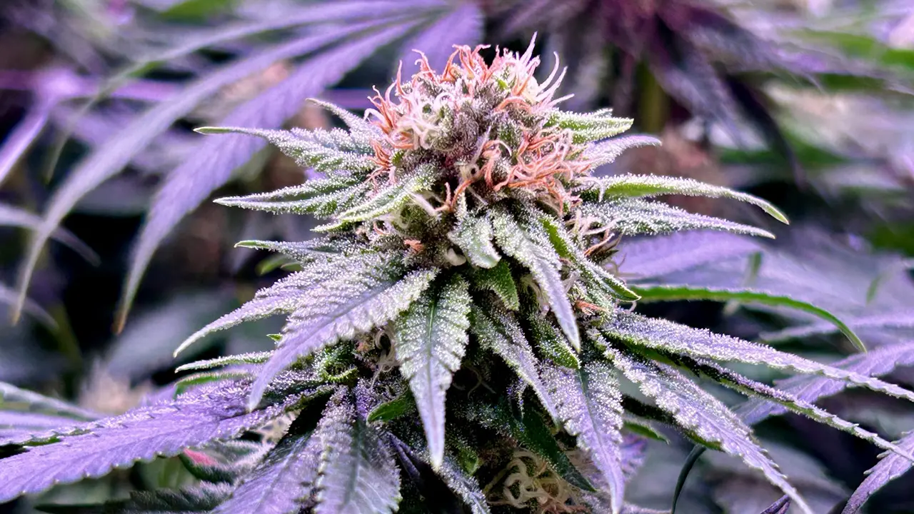 cbd bio biologique français